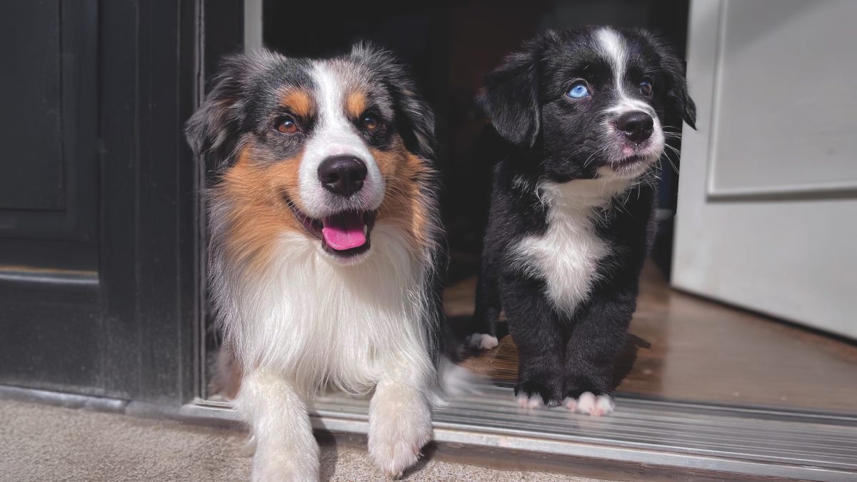 RedRover Relief Urgent Care Grantee Lumi the Australian shepherd puppy
