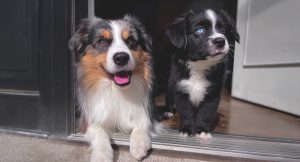 RedRover Relief Urgent Care Grantee Lumi the Australian shepherd puppy