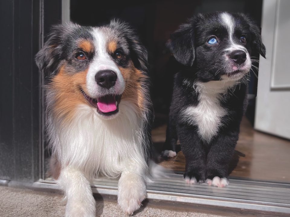 RedRover Relief Urgent Care Grantee Lumi the Australian shepherd puppy