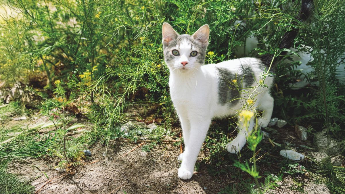 RedRover Relief Urgent Care Grantee Saszee the white and grey tabby cat