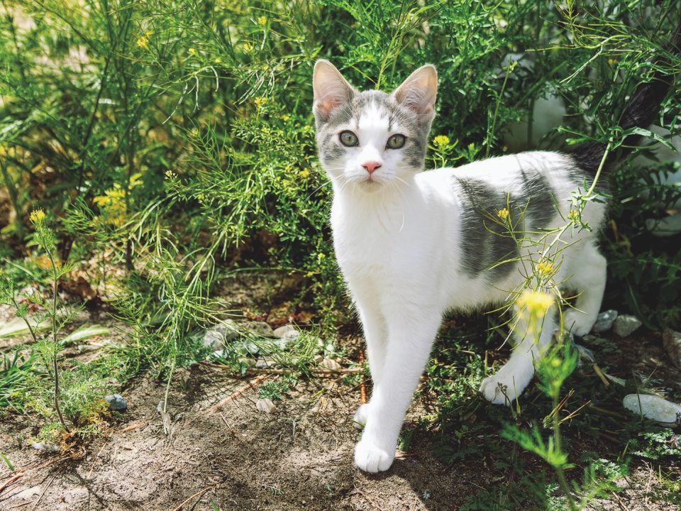 RedRover Relief Urgent Care Grantee Saszee the white and grey tabby cat