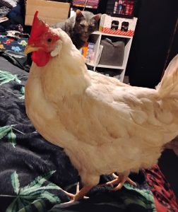 RedRover Relief Urgent Care and On-Call Angel grant recipient, LeiLei the hen