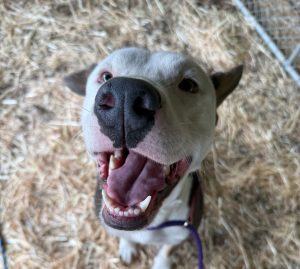RedRover Responders deployment dog rescued with American Humane