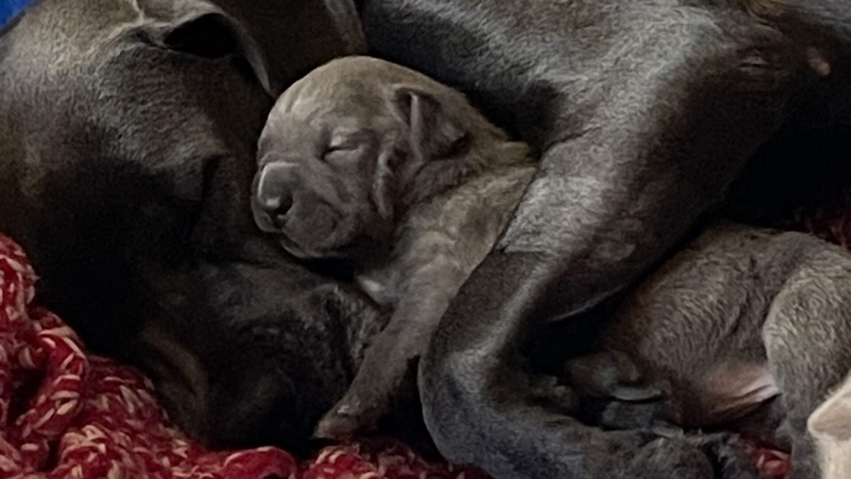 Momma Chewie and three puppies helped through RedRover Responders