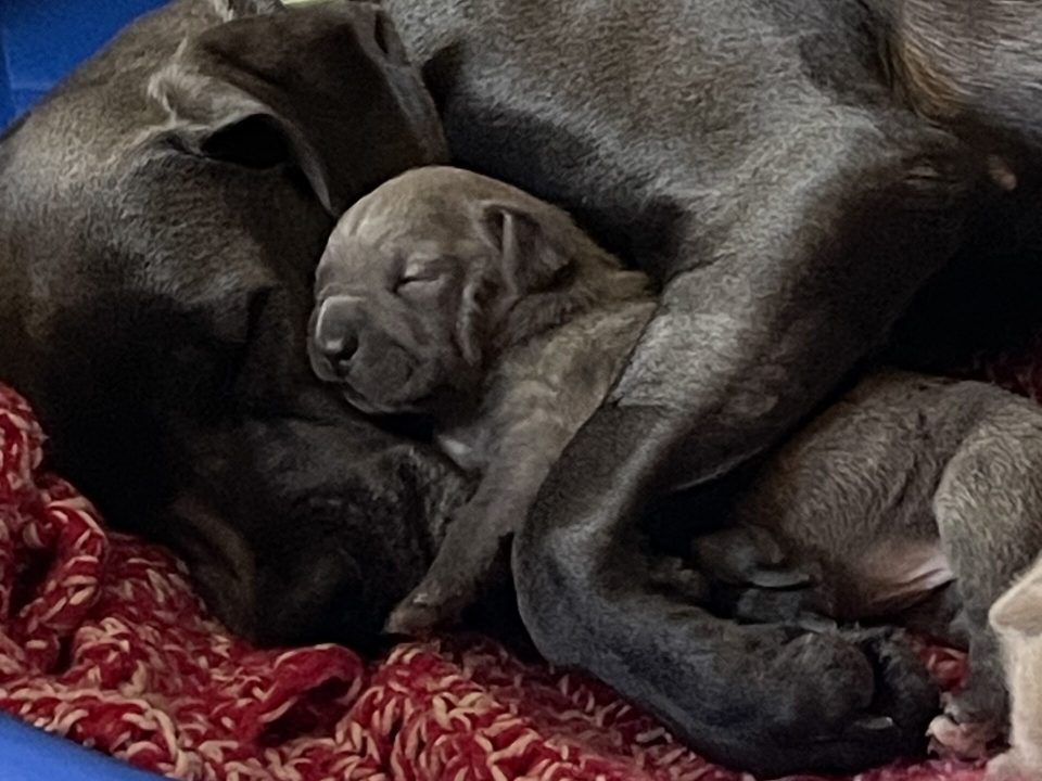 Momma Chewie and three puppies helped through RedRover Responders