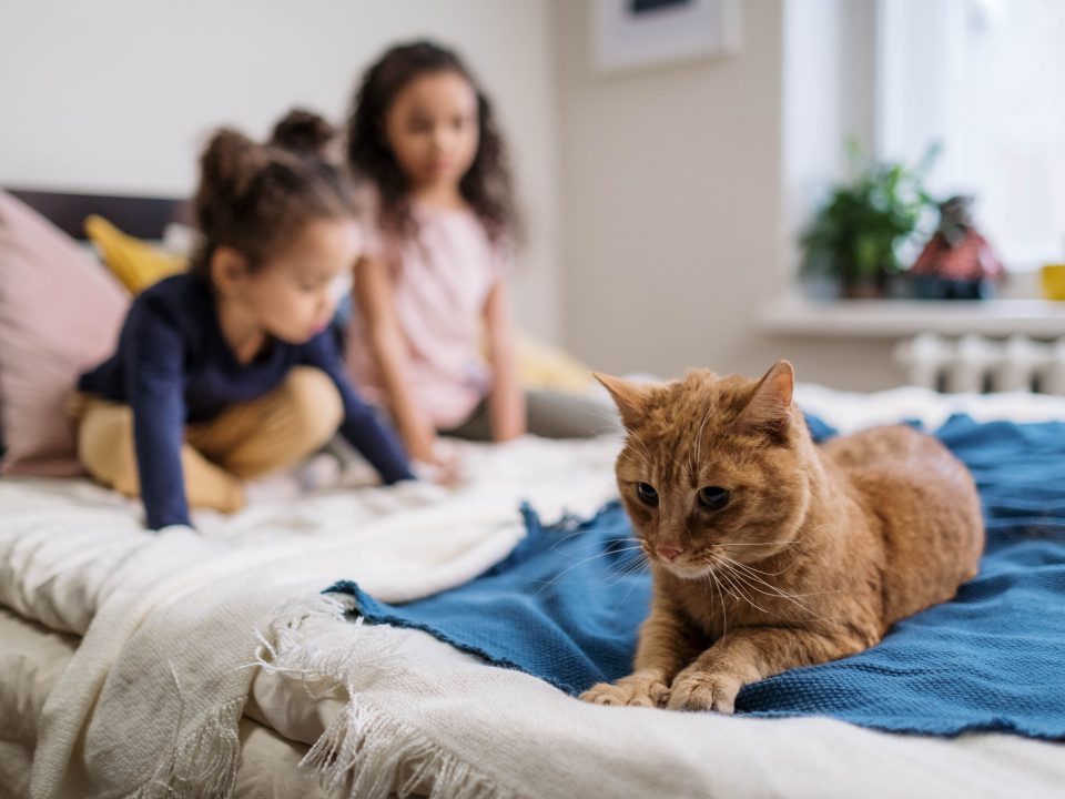 Two girls sit on a bed with their orange cat