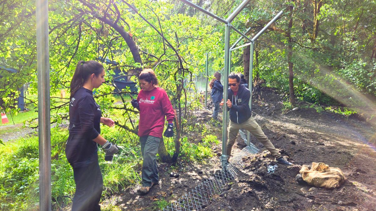 RedRover Responders volunteers help each other raise a chain-link fence for Wolf Haven International