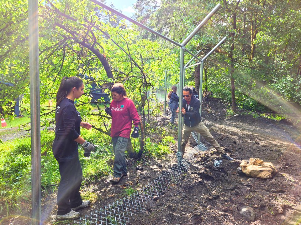 RedRover Responders volunteers help each other raise a chain-link fence for Wolf Haven International