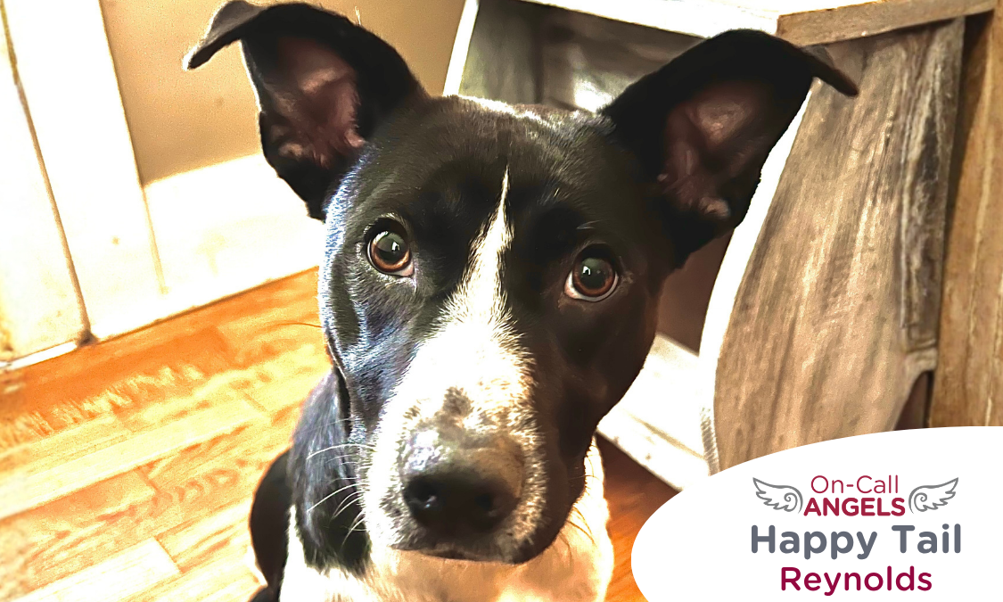 RedRover Relief Urgent Care and On-Call Angel grant recipient, Reynolds the dog