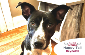 RedRover Relief Urgent Care and On-Call Angel grant recipient, Reynolds the dog