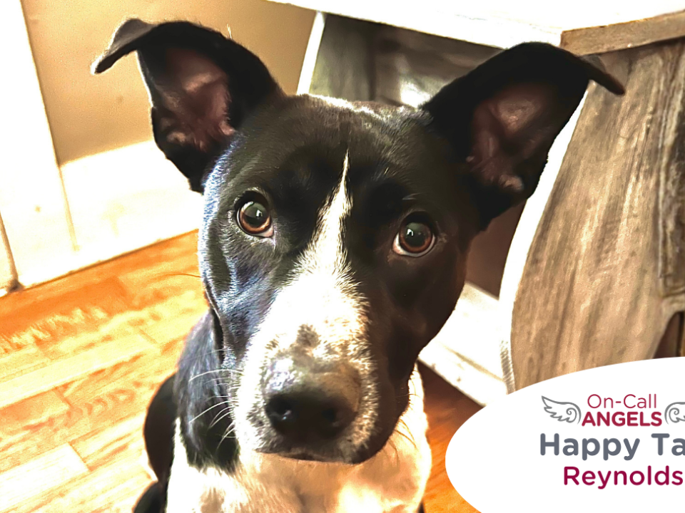 RedRover Relief Urgent Care and On-Call Angel grant recipient, Reynolds the dog