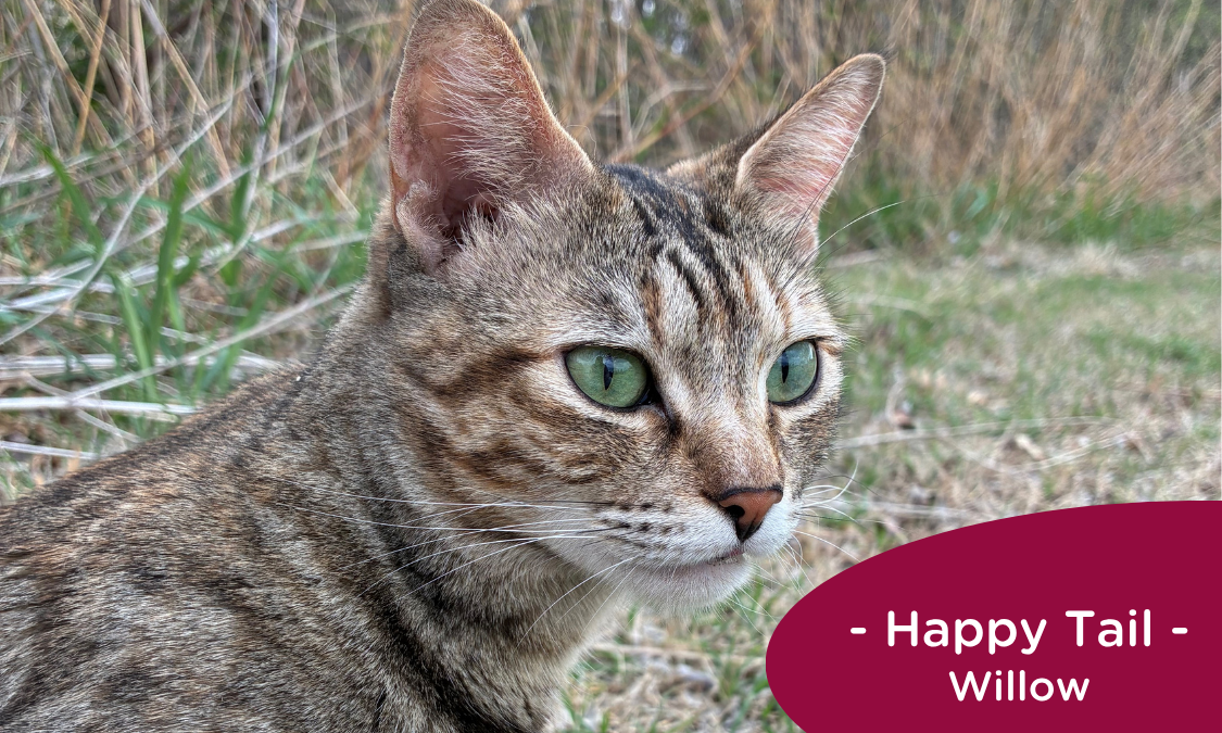 RedRover Relief Urgent Care grantee Willow the tabby cat stands outside with cat food