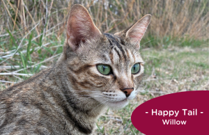 RedRover Relief Urgent Care grantee Willow the tabby cat stands outside with cat food