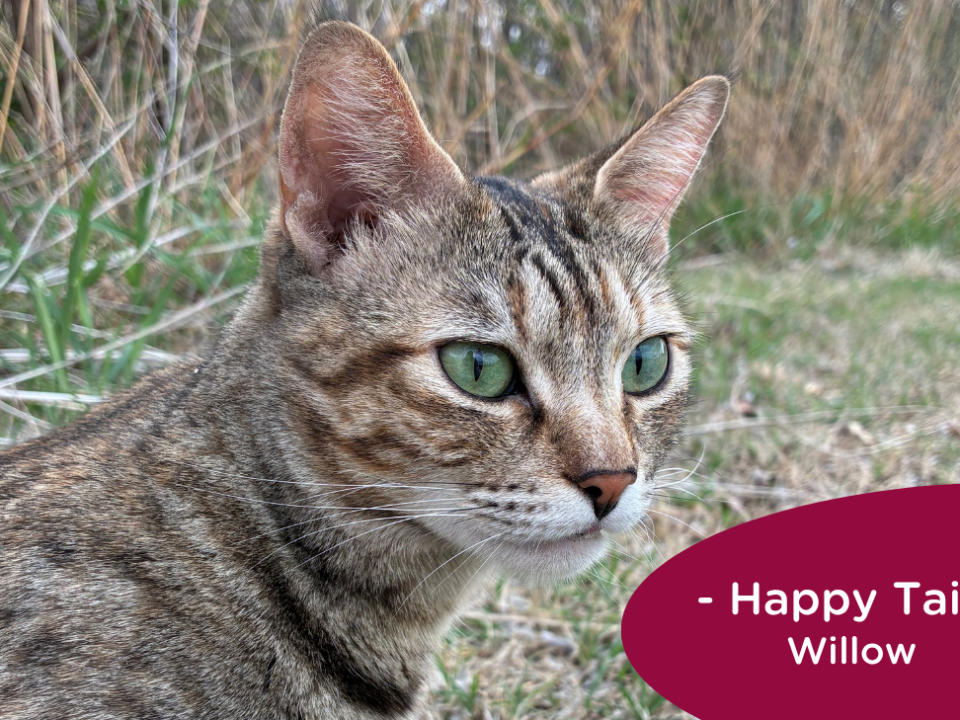 RedRover Relief Urgent Care grantee Willow the tabby cat stands outside with cat food