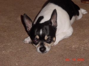 RedRover On-Call Angel's Chihuahua Bubba