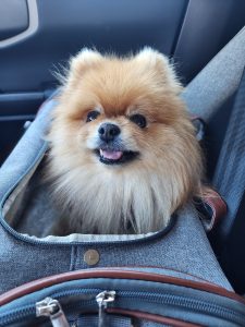 RedRover On-Call Angel's Pomeranian Chloe