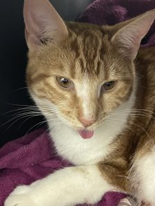 RedRover Relief Urgent Care grantee Chippy the orange tabby cat, helped by an On-Call Angel