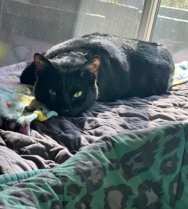 RedRover Relief Urgent Care grantee Magic the black cat, helped by an On-Call Angel
