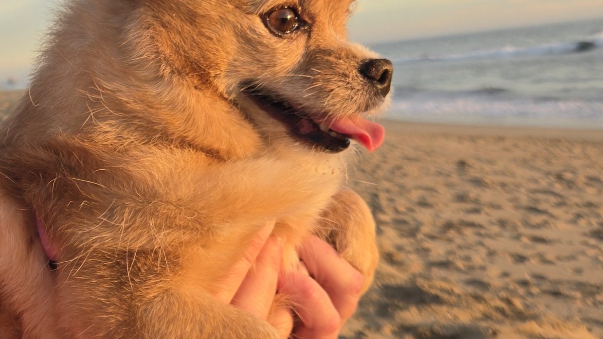 RedRover Relief Urgent Care grantee Summer the Pomeranian, helped by an On-Call Angel