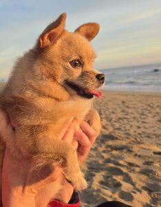 RedRover Relief Urgent Care grantee Summer the Pomeranian, helped by an On-Call Angel