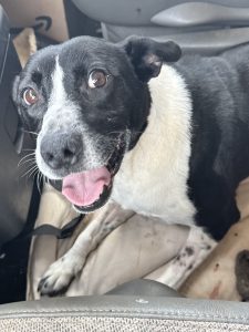 RedRover Relief Urgent Care and On-Call Angel grant recipient, Reynolds the dog smiling in the car