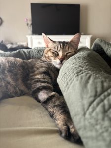 RedRover Relief Urgent Care grantee Willow the tabby cat sleeps on a pillow in bed