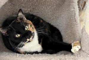 RedRover Board Director Maggie Roberts' cat, Elspeth