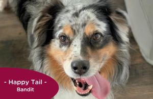 RedRover Relief Urgent Care grantee Bandit the Australian shepherd