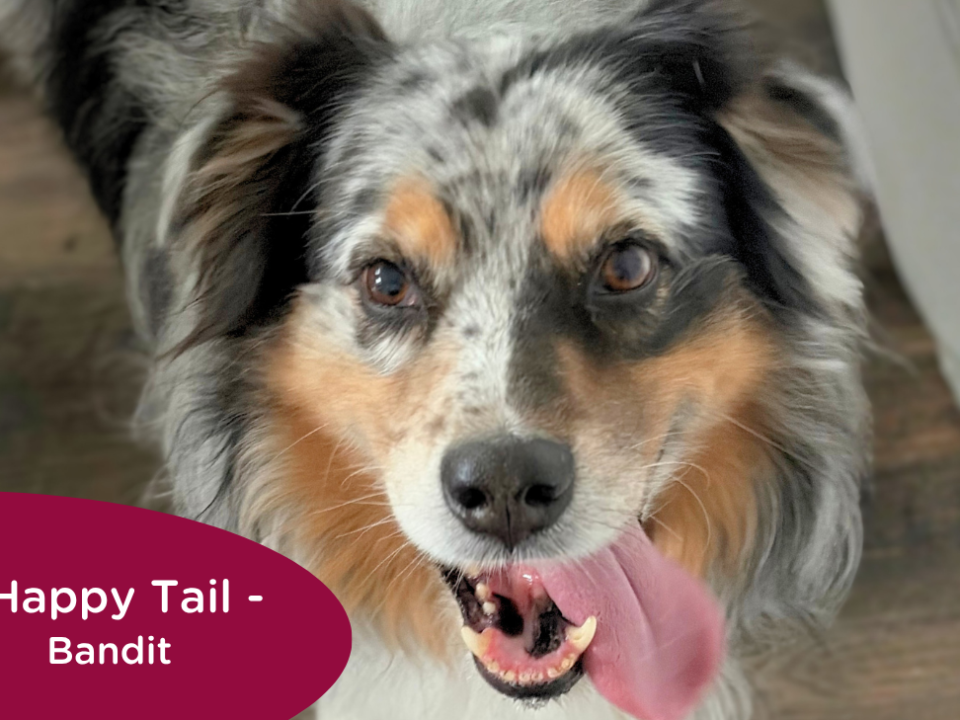 RedRover Relief Urgent Care grantee Bandit the Australian shepherd