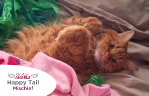 RedRover Relief Urgent Care and On-Call Angel grant recipient, Mischief the ginger cat