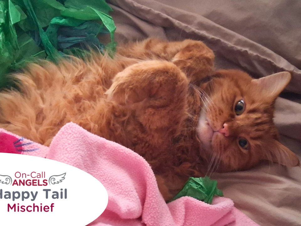 RedRover Relief Urgent Care and On-Call Angel grant recipient, Mischief the ginger cat