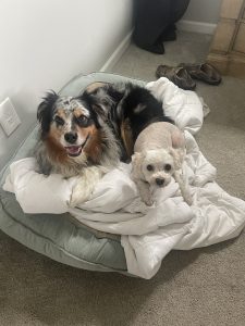 RedRover Relief Urgent Care grantee Bandit the Australian shepherd with his brother