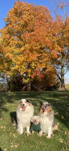 RedRover Relief Urgent Care grantee Bandit the Australian shepherd with this brothers posing in fall foliage