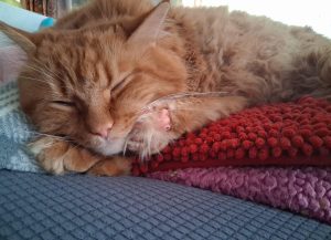 RedRover Relief Urgent Care and On-Call Angel grant recipient, Mischief the ginger cat