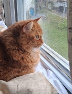 RedRover Relief Urgent Care and On-Call Angel grant recipient, Mischief the ginger cat