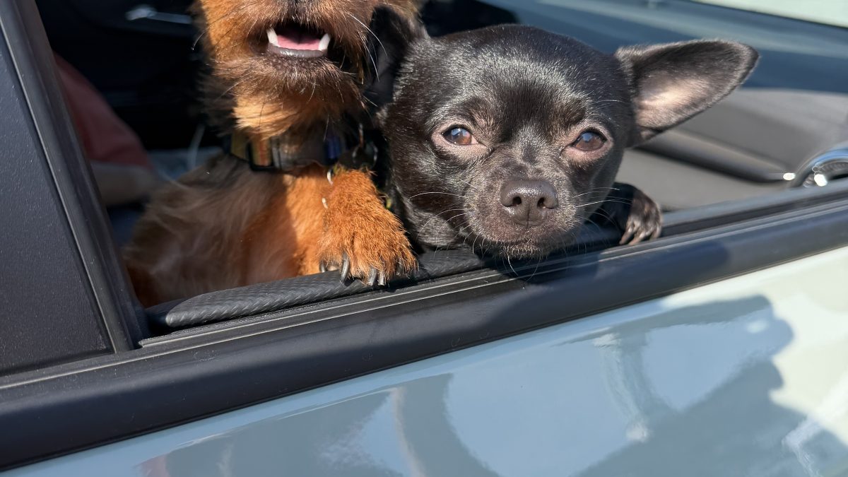 Dogs wait for services at the Mobile Pet Food Shelf clinic