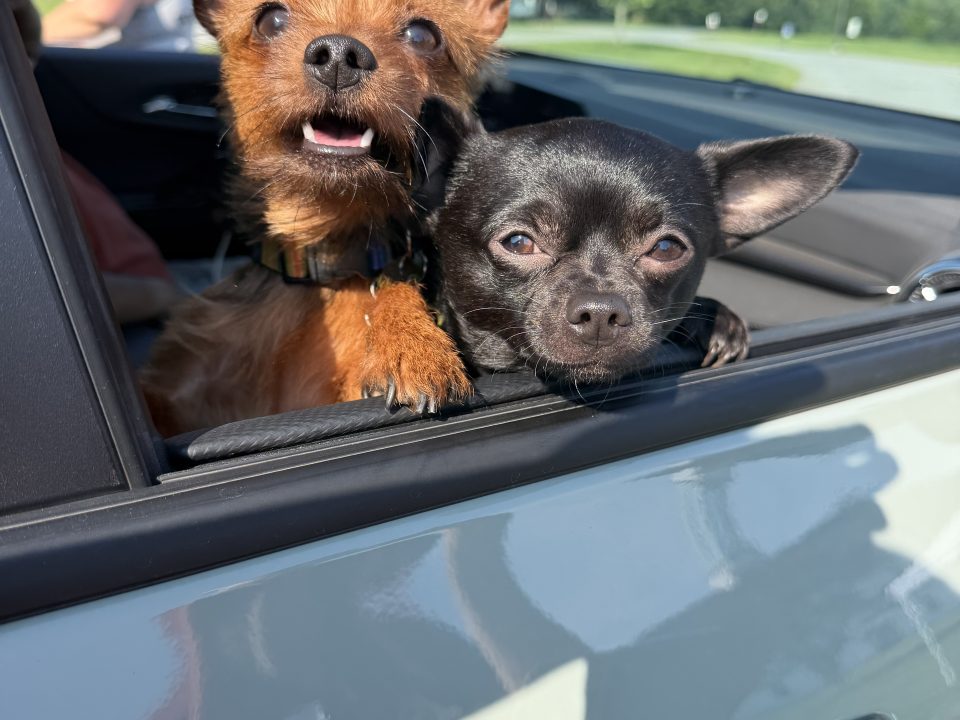 Dogs wait for services at the Mobile Pet Food Shelf clinic