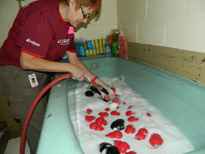 RedRover Responders volunteers experienced the simple joy of presenting a toy to a dog who had been deprived for so long of any mental or physical stimulation. Here, a set of KONGs is prepared for playtime.