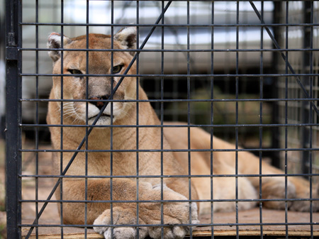 A cougar patiently waits to be loaded for transport to the new sanctuary site.