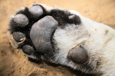 Tiger's paw.