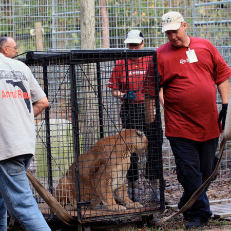 Roy, Pam and other volunteers help move one of the cougars for transport to the new refuge site.